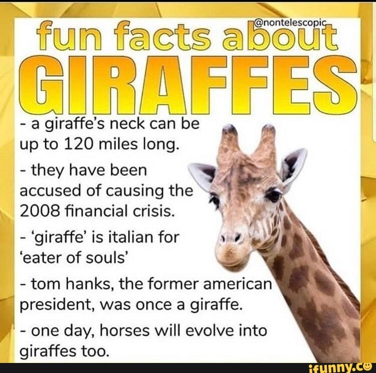 Beit fun facts CIRAFFES
a giraffe's neck can be
up to 120 miles long.
they have been
accused of causing the 2008 financial crisis. 'giraffe' is italian for
'eater of souls'
tom hanks, the former american
president, was once a giraffe.
one day, horses will evolve into
giraffes too.
