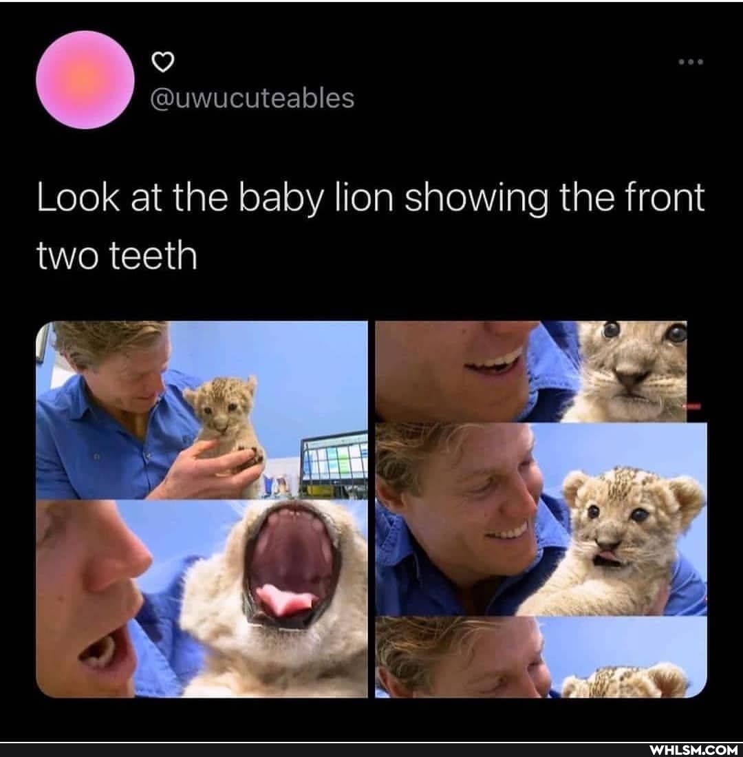 Look at the baby lion showing the front two teeth
of