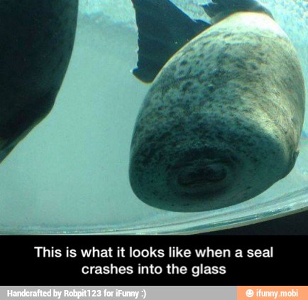 This is what it looks like when a seal
crashes into the glass - This is what it looks like when a seal crashes into the glass