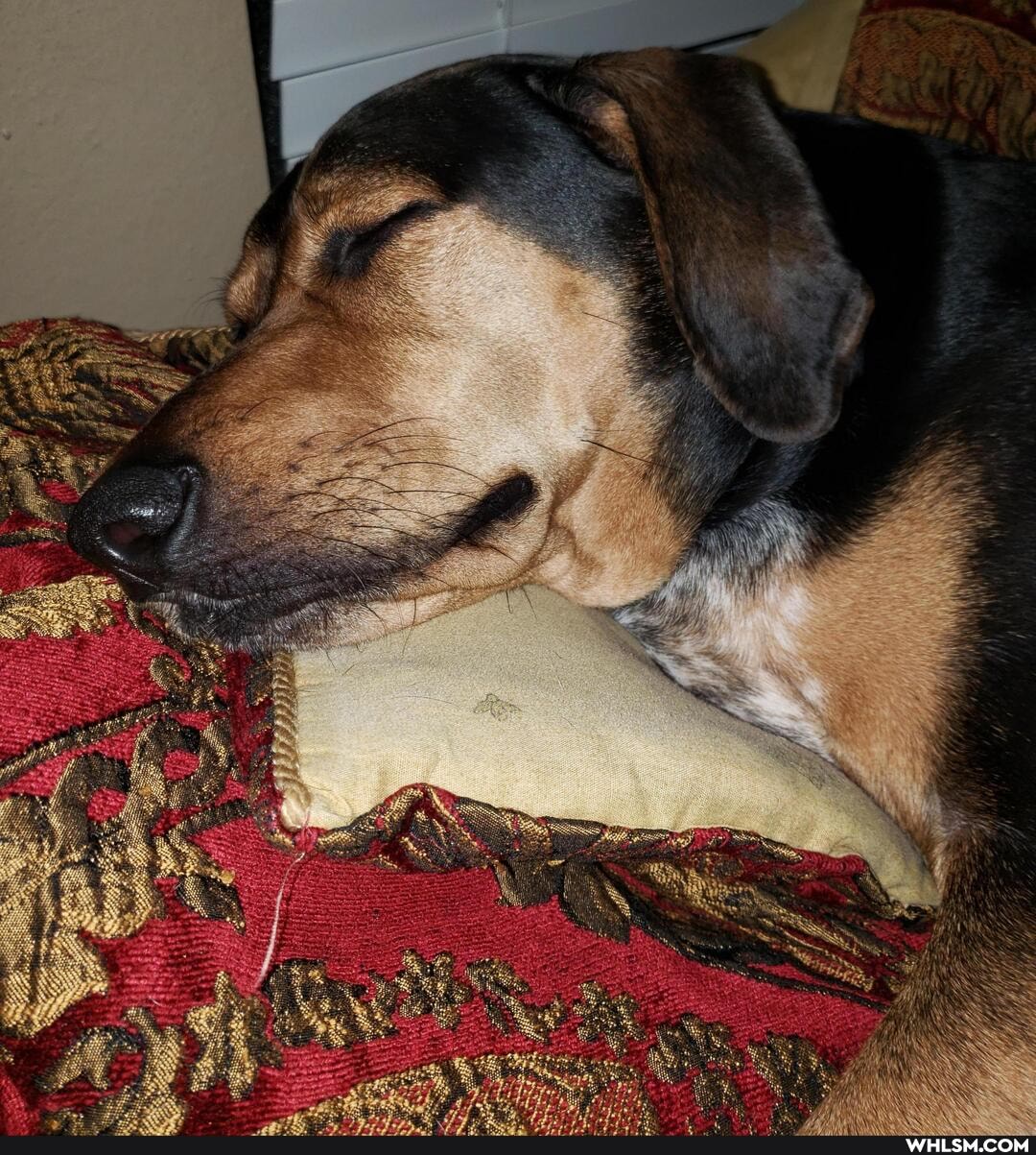 funny, dog, aww, dogs_are_the_best_people