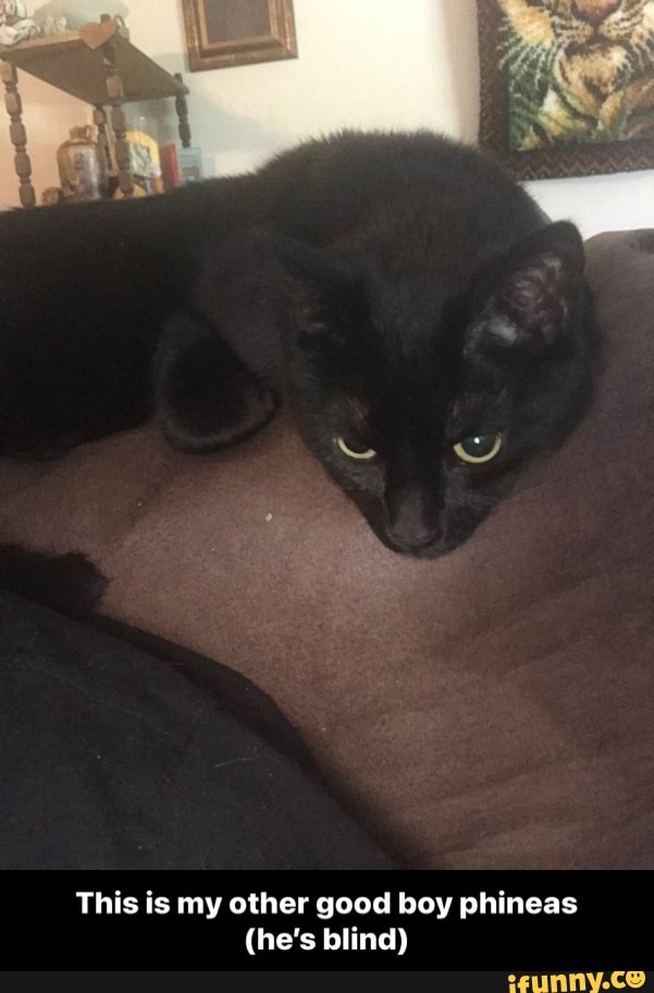 This is my other good boy phineas
(he's blind) - This is my other good boy phineas (he’s blind)