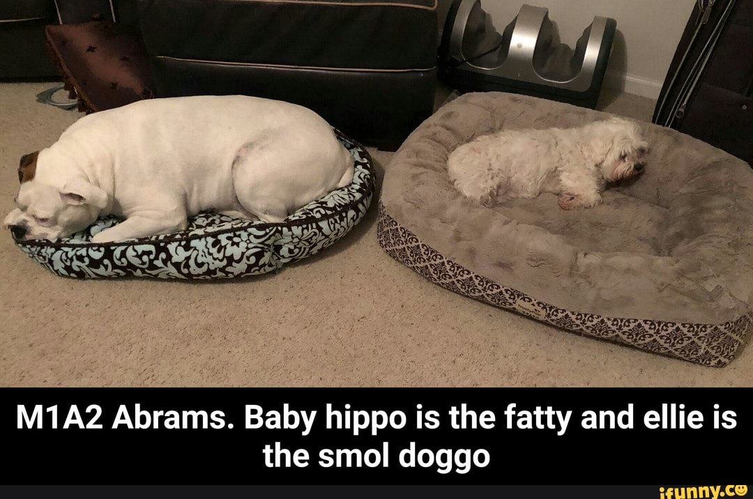 M1a2 Abrams Baby Hippo Is The Fatty And Ellie Is The Smol Doggo