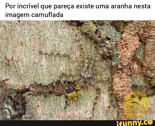 Por incrível que pareça existe uma aranha nesta imagem camuflada