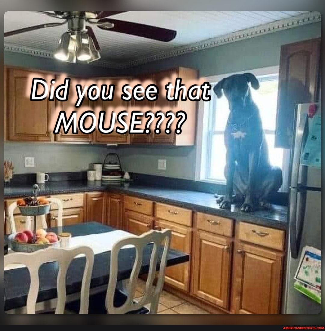 Did you see that
MOUSE????