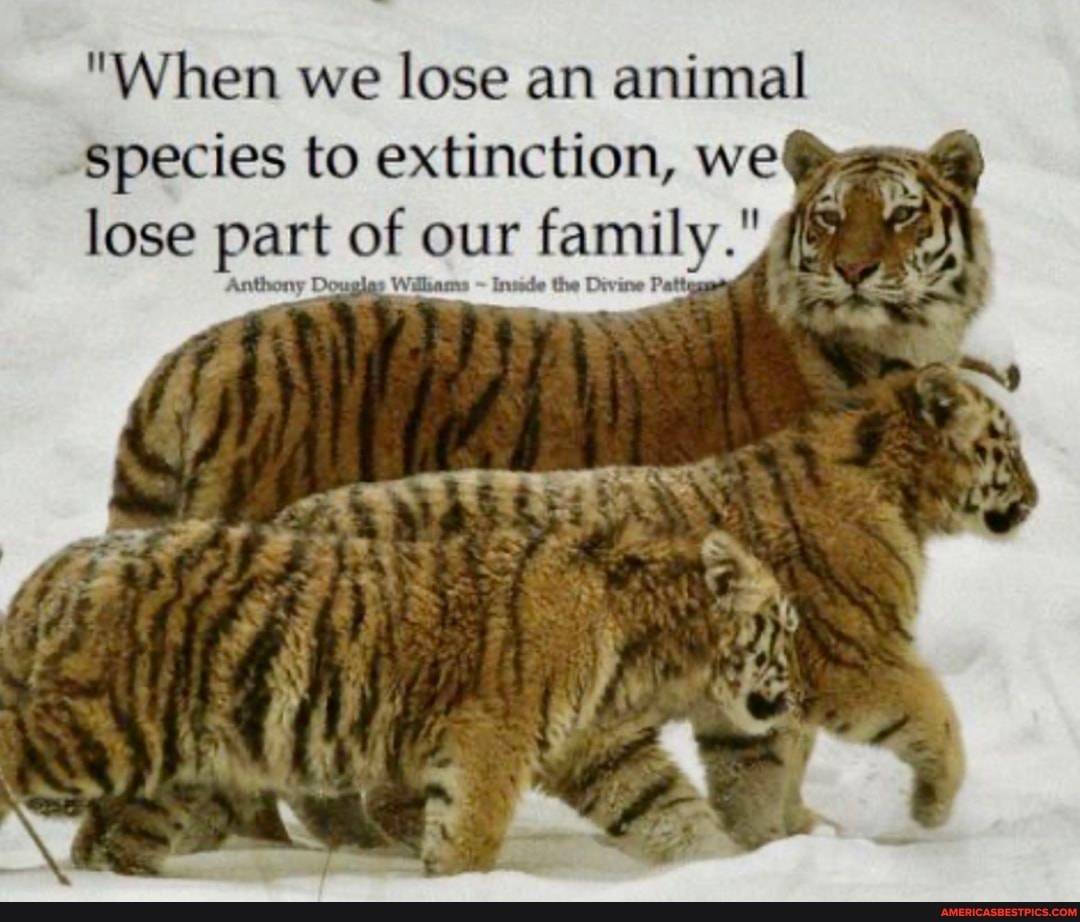 "When we lose an animal species to extinction, we lose part of our family.'