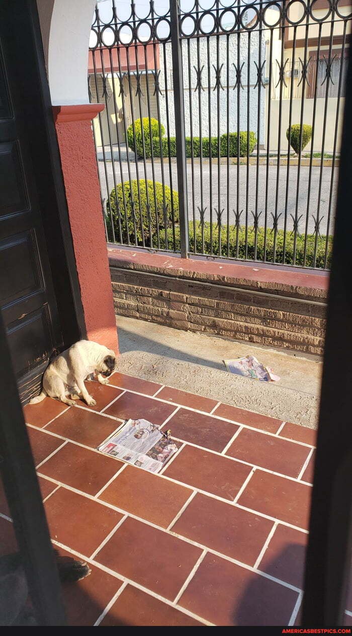 pug, newspaper