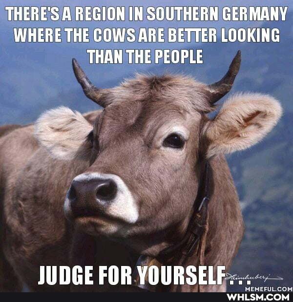 THERE'S A REGION IN SOUTHERN GERMANY WHERE THE COWS ARE BETTER LOOKING THAN THE PEOPLE
NCE FAR VOURSEIF.
