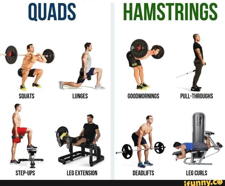 QUADS HAMSTRINGS SQUATS LUNGES GOODMORNINGS PULLTHROUGHS STEPUPS LEG