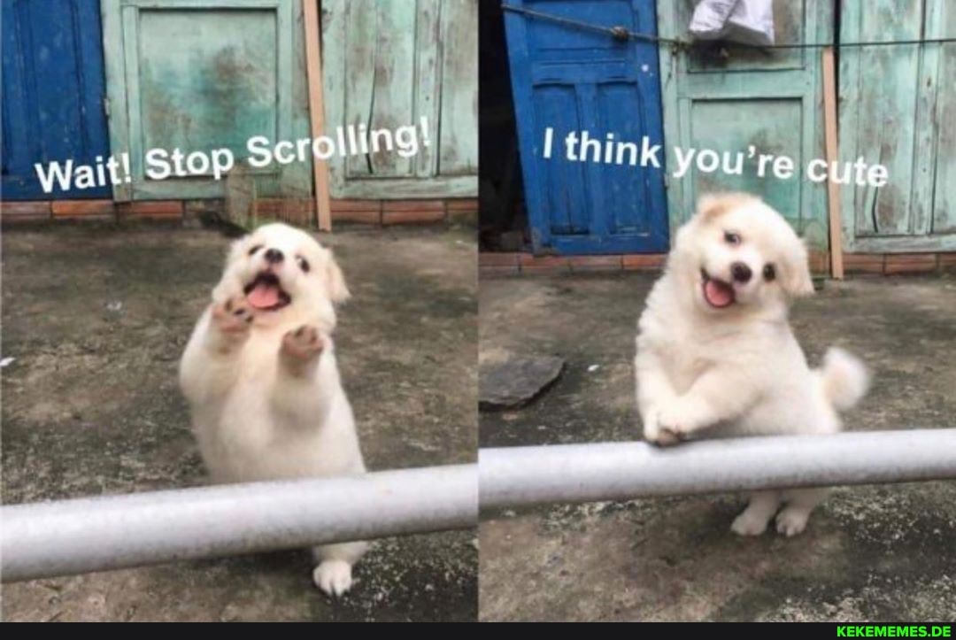Wa
it! Stop Scroling!
fhiyes
YOUTe Cute