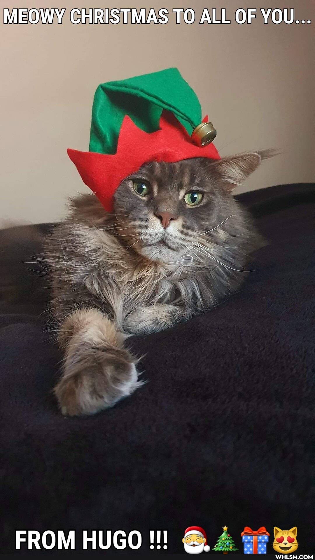 MEOWY CHRISTMAS TO ALL OF YOU...
FROM HUGO