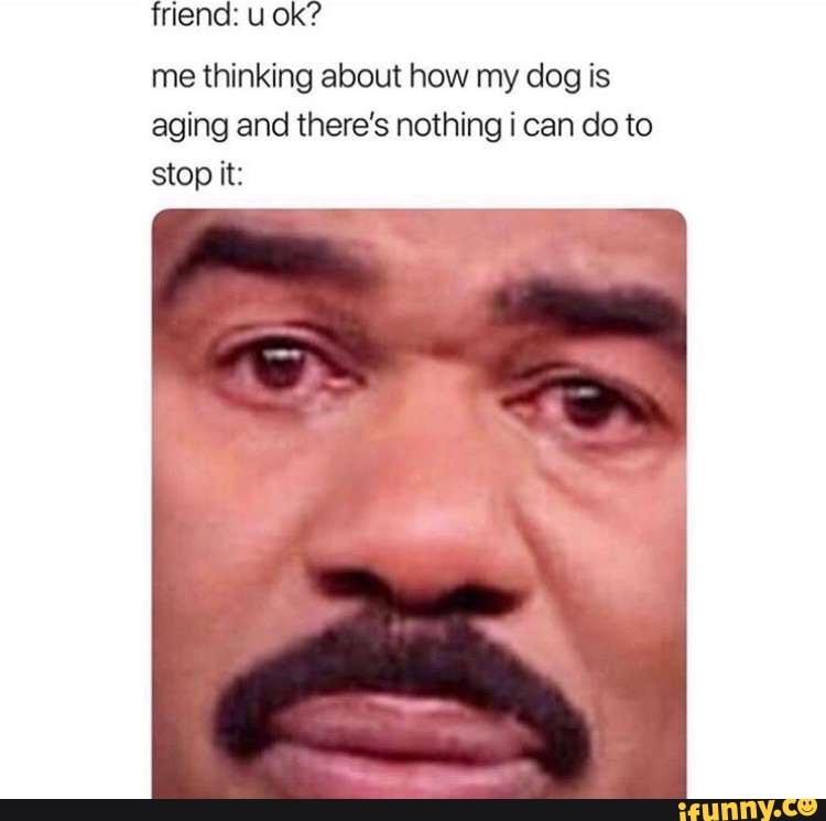 friend: u ok?
me thinking about how my dog is aging and there's nothing i can do to stop it: