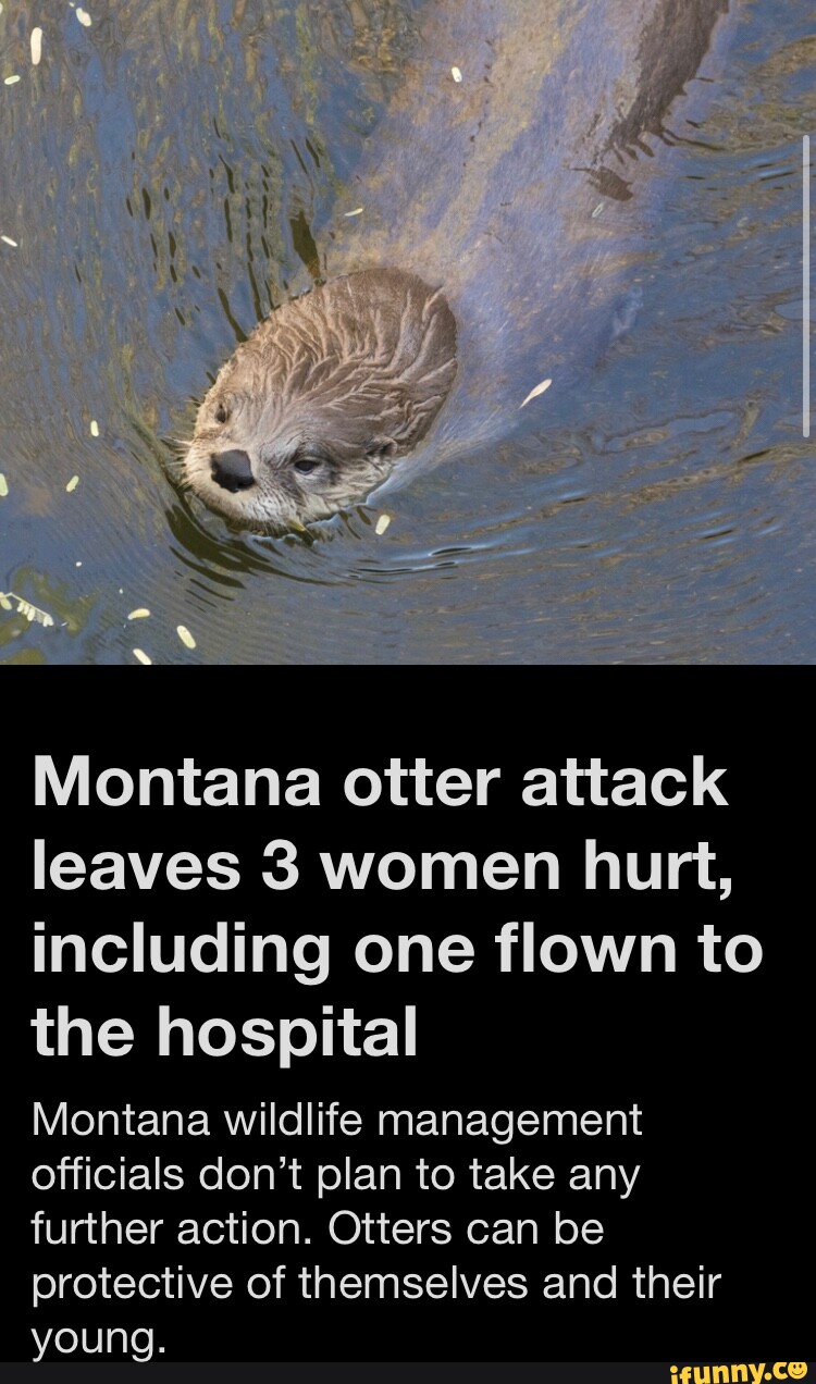Montana otter attack leaves 3 women hurt, including one flown to the ...