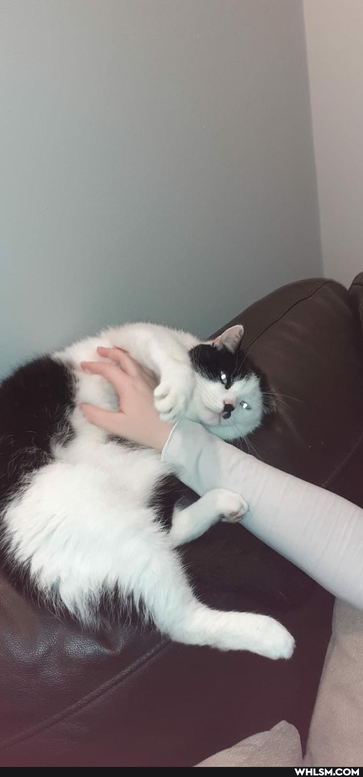 cat, adorable, sleepy_kitty, heartwarming