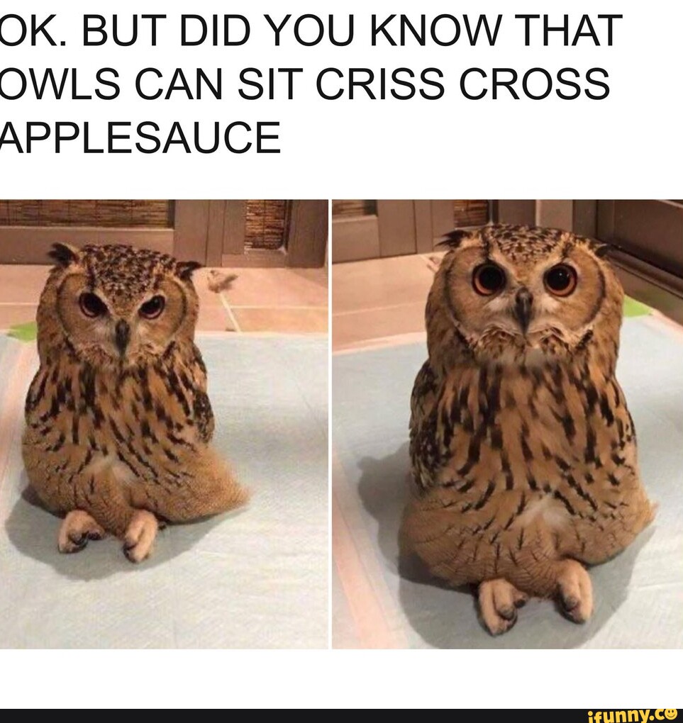 OK. BUT DID YOU KNOW THAT OWLS CAN SIT CRISS CROSS APPLESAUCE I