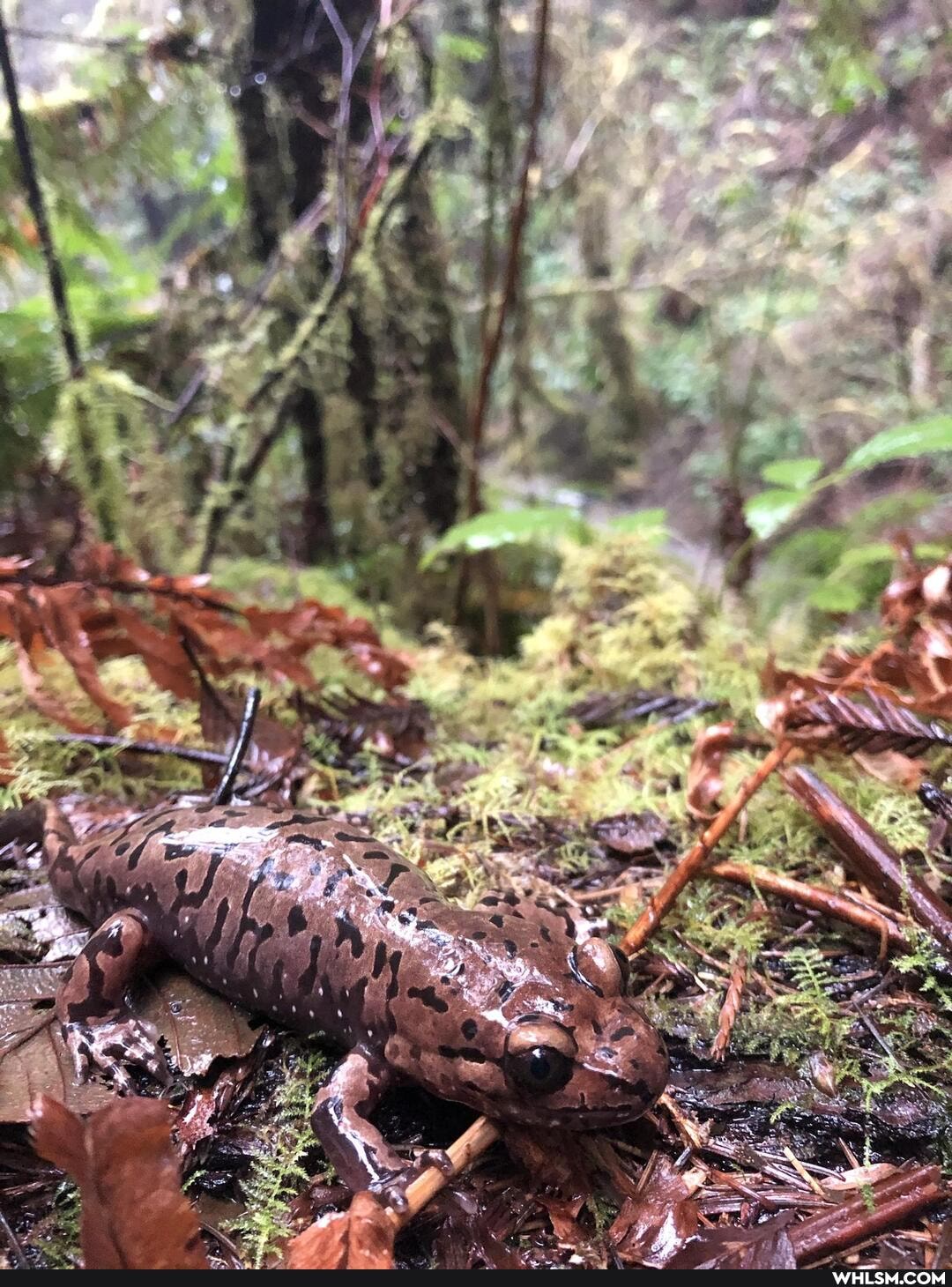 california, wildlife, amphibians, photography