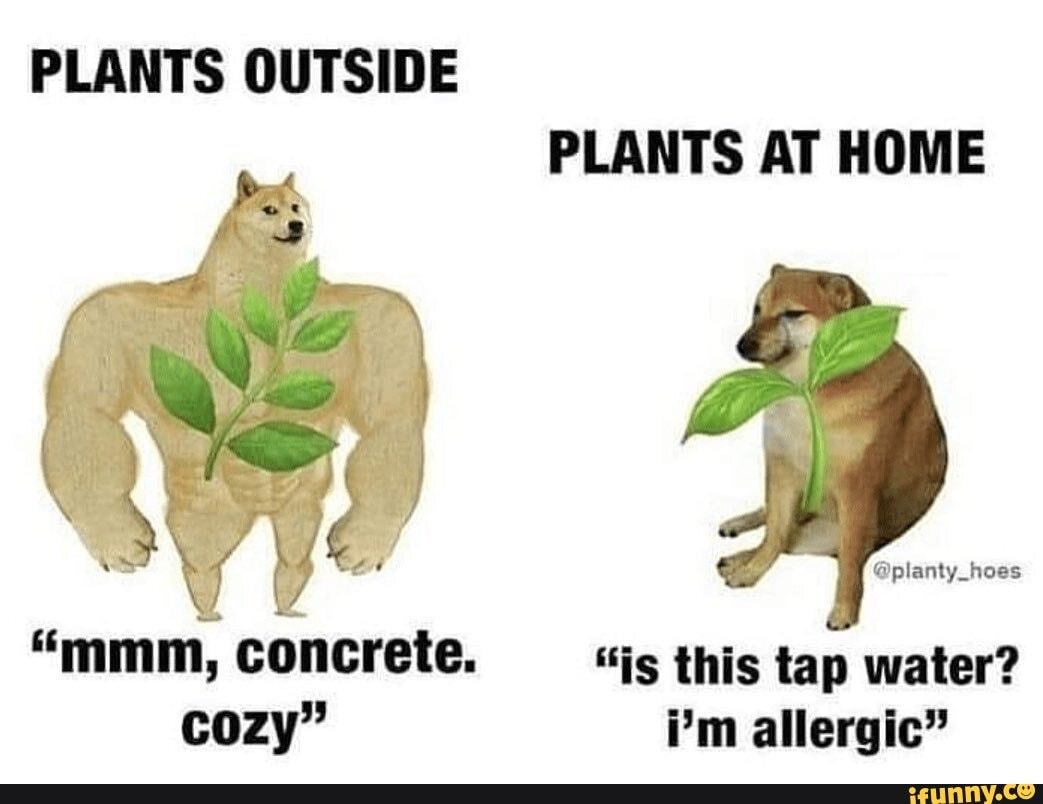 PLANTS OUTSIDE PLANTS AT HOME @planty_hoes "mmm, concrete. __"is this