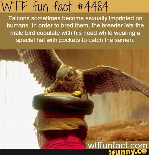 TE fun fact #448
Falcons sometimes become sexually imprinted on humans. In order to bred them, the breeder lets the male bird copulate with his head while wearing a special hat with pockets to catch the semen.
com