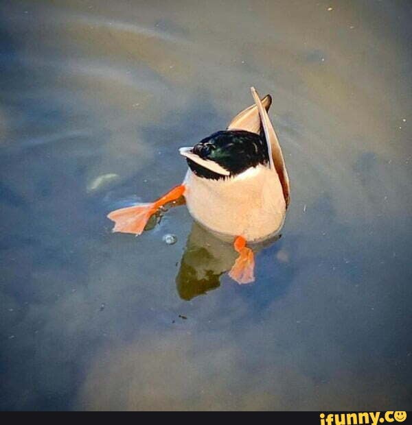 Duckbutt memes. Best Collection of funny Duckbutt pictures on iFunny
