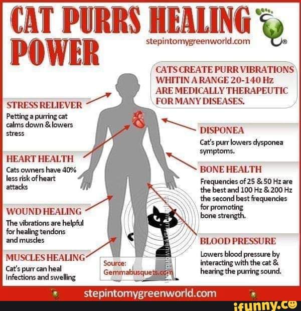 CAT PURRS HEALING POWER 'CATS CREATE PURR VIBRATION CREATE CREATE ...