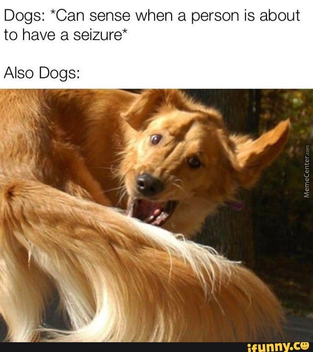 Dogs: *Can sense when a person is about
to have a seizure"
Also Dogs:
