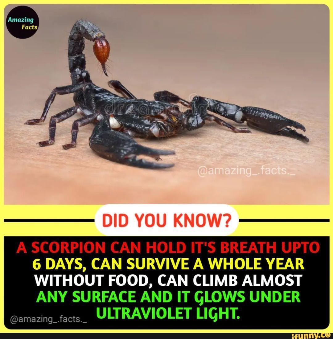 DID YOU KNOW? SCORPION CAN HOLD BREATH UPTO 6 DAYS, CAN SURVIVE A WHOLE ...