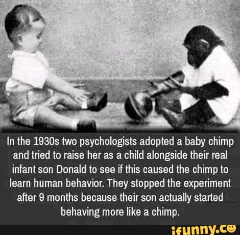 In the 1930s two psychologists adopted a baby chimp and tried to raise her as a child alongside their real infantson Donald to see if this caused the chimp to learn human behavior. They stopped the experiment
after 9 months because their son actually started behaving more like a chimp.