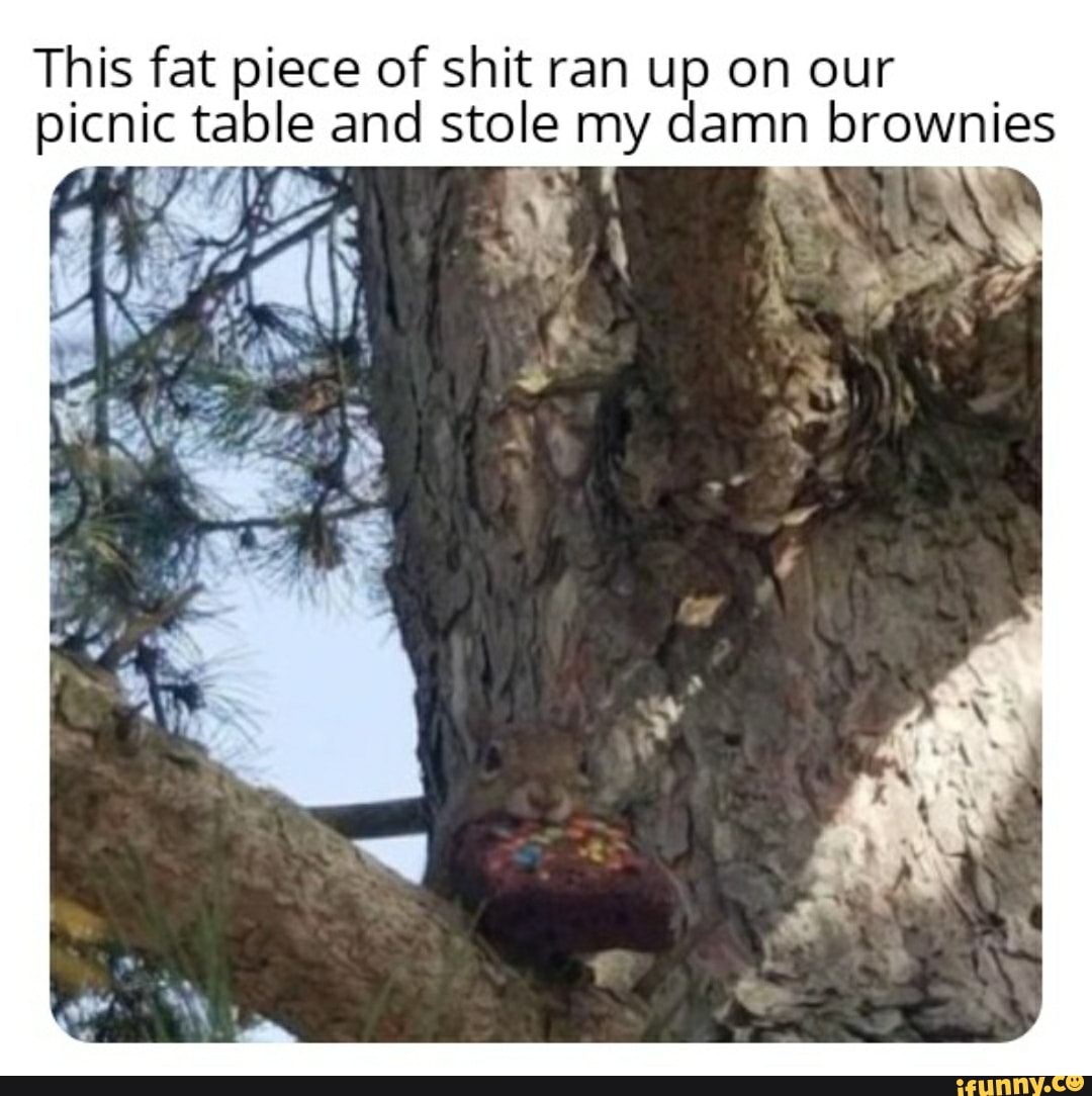 This fat piece of shit ran up on our
picnic table and stole my damn brownies
