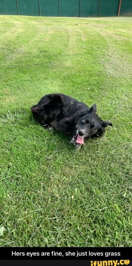 Hers eyes are fine, she just loves grass - Hers eyes are fine, she just loves grass