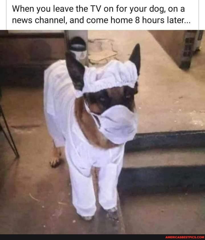 When you leave the TY on for your dog, on a news channel, and come home hours later...