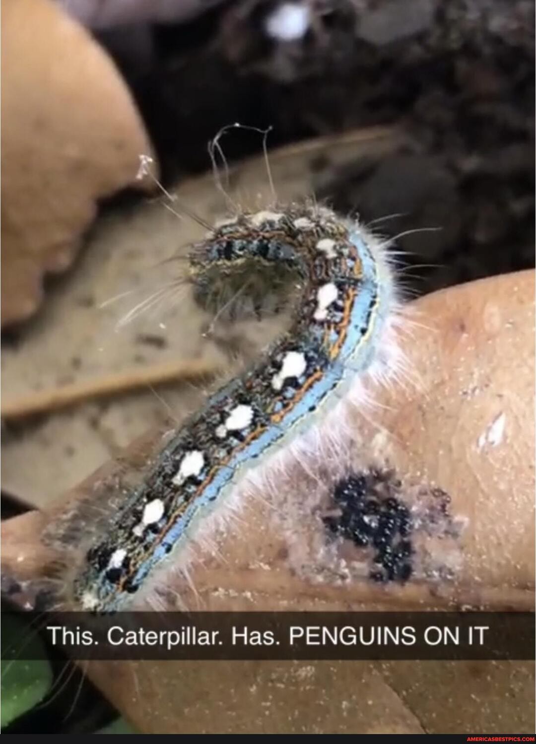 This. Caterpillar. Has. PENGUINS ON IT