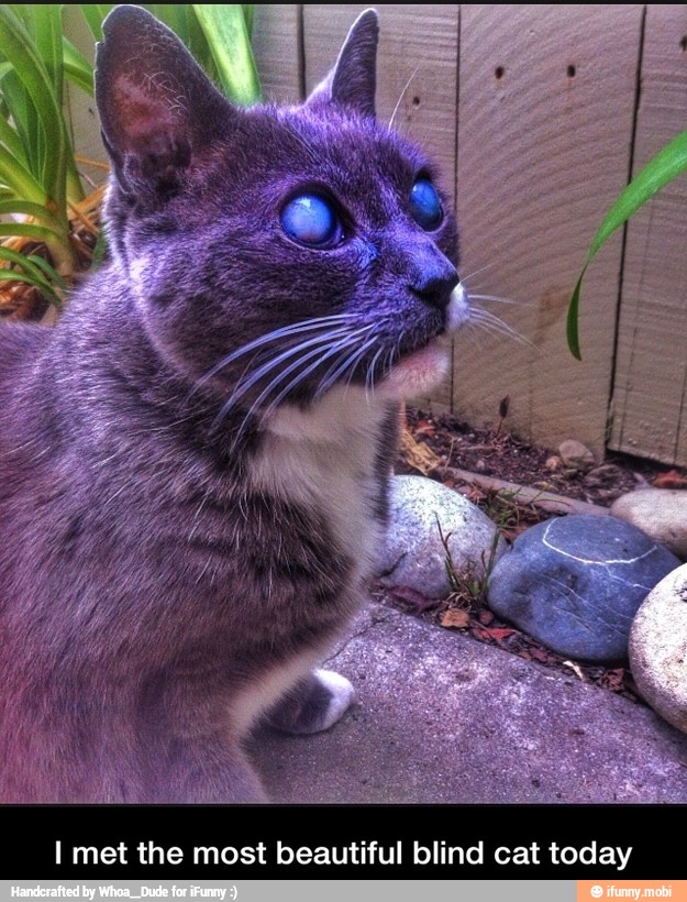I met the most beautiful blind cat today - I met the most beautiful blind cat today