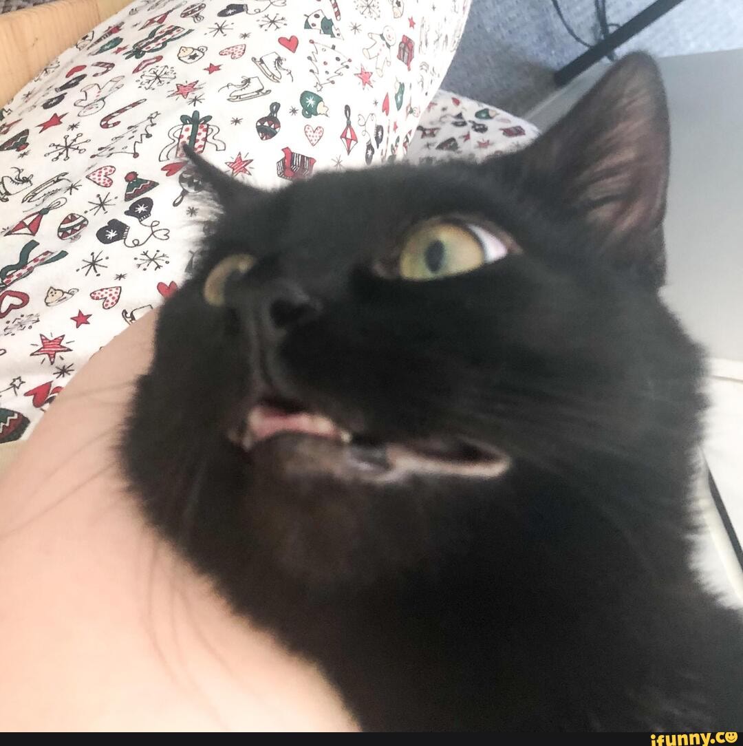 Blackcat memes. Best Collection of funny Blackcat pictures on iFunny