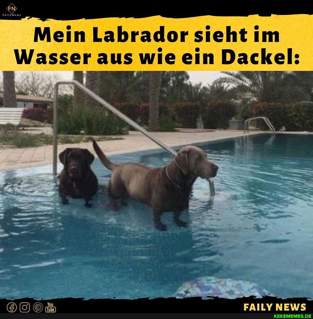 Mein Labrador sieht im
Wasser aus wie ein Dackel: