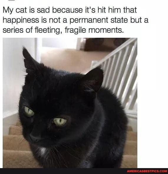 My cat is sad because it's hit him that happiness is not permanent state but a series of fleeting, fragile moments.
