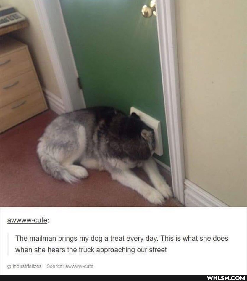 The mailman brings my dog treat every day This is what she does
awwww-cute:
when she hears the truck approaching our street
Source