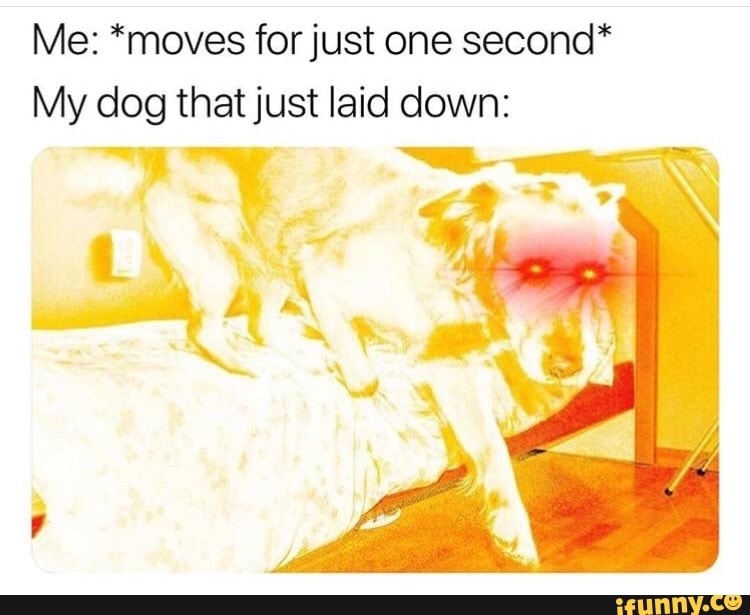 Me: *moves forjust one second* My dog thatjust laid down: - iFunny
