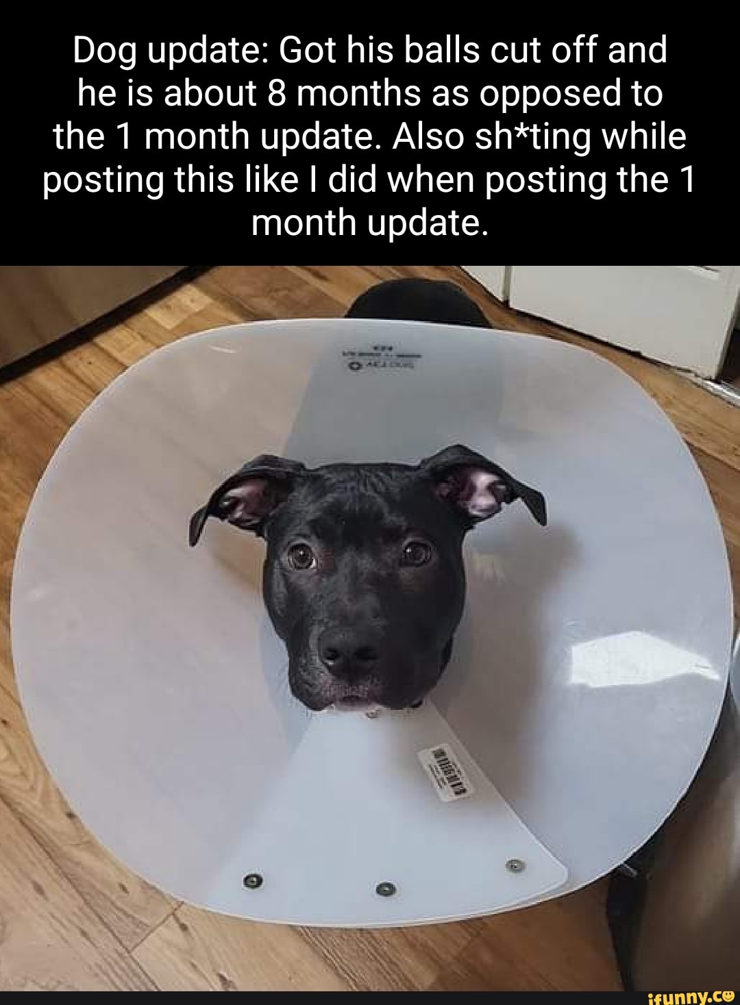 Why Do They Cut Off Dogs Balls