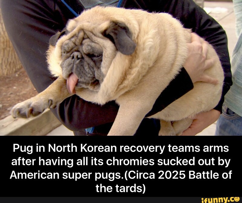 korean pug