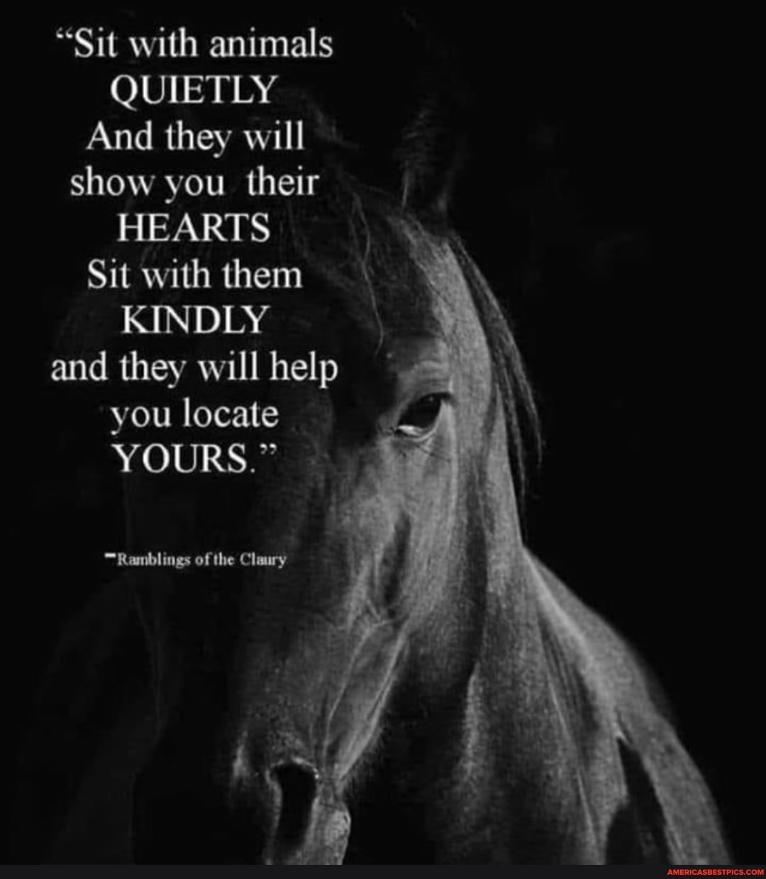 "Sit with animals
QUIETLY And they will show you their
HEARTS Sit with them
KINDLY and they will help you locate
YOURS."
Ramblings of the Claury