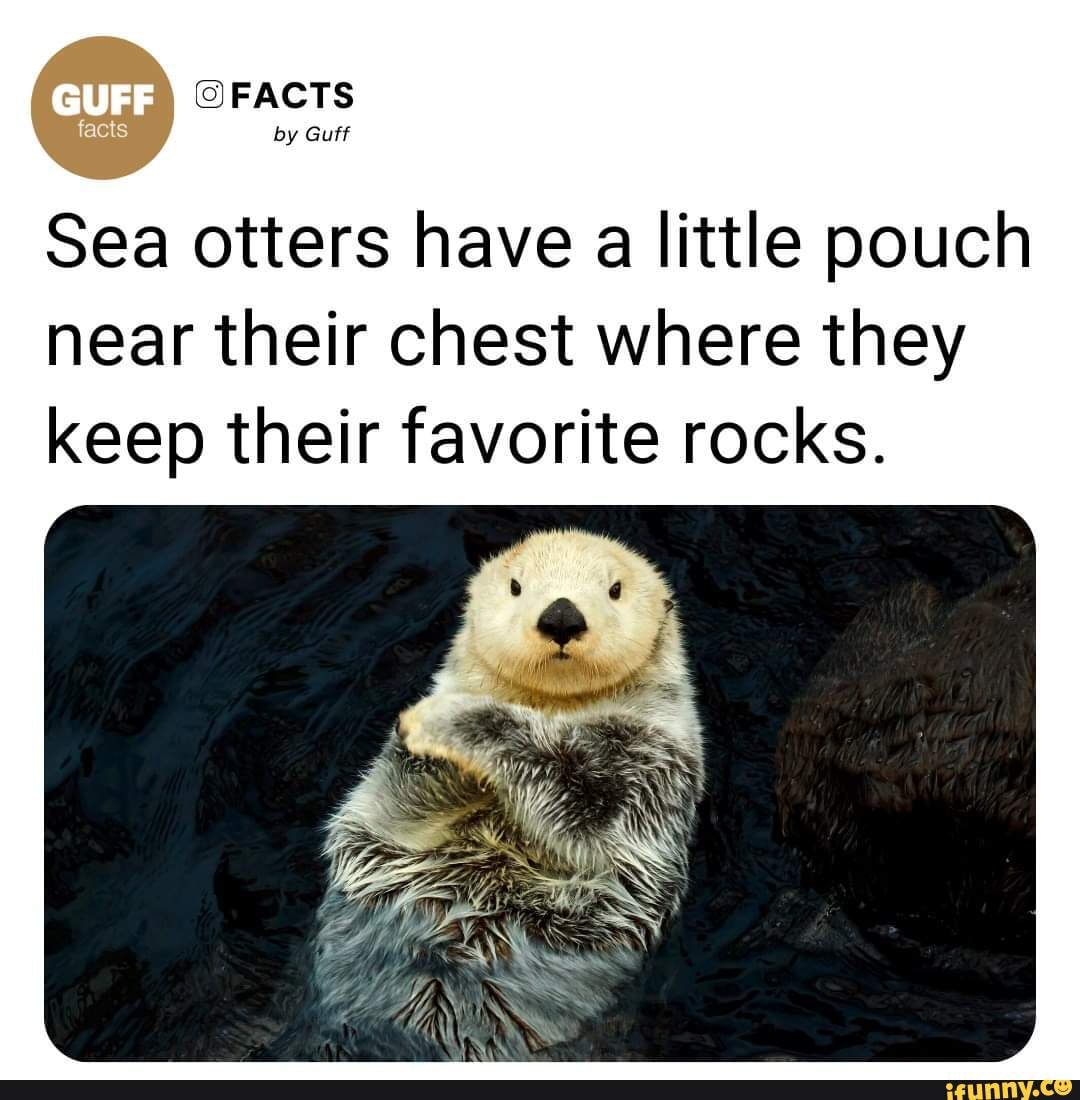 FACTS by Guff Sea otters have a little pouch near their chest where