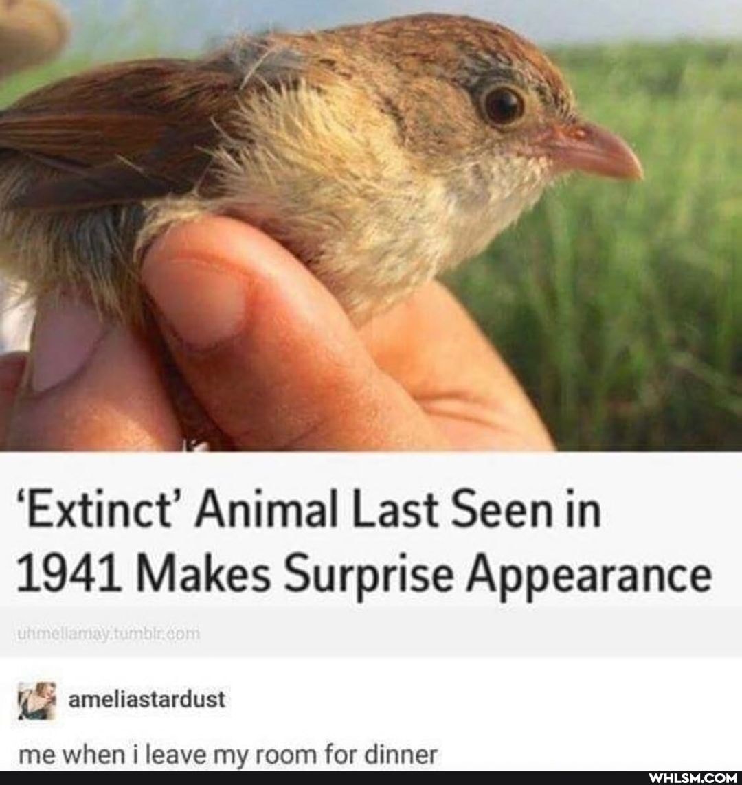 'Extinct' Animal Last Seen in
1941 Makes Surprise Appearance
ameliastardust
ma vurhan i laava my rnanm far Ainnaor