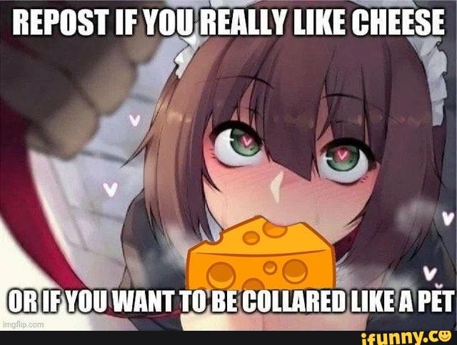 REPOST IF YOU REALLY LIKE CHEESE IEYOU WANT TO BE GOLLARED LIKE A PET -  