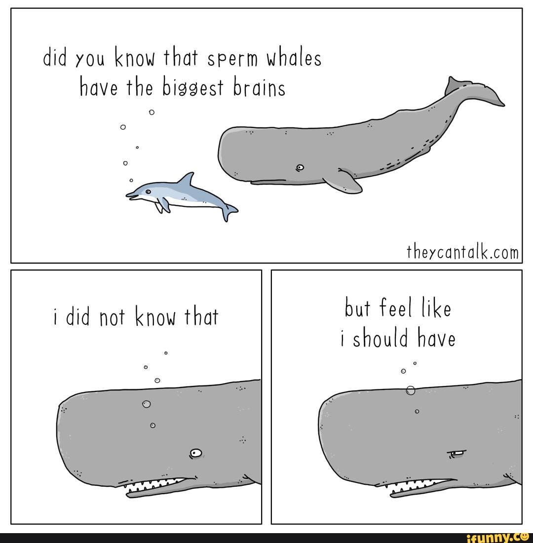 Did you know that sperm whales have the biggest brains i did not know