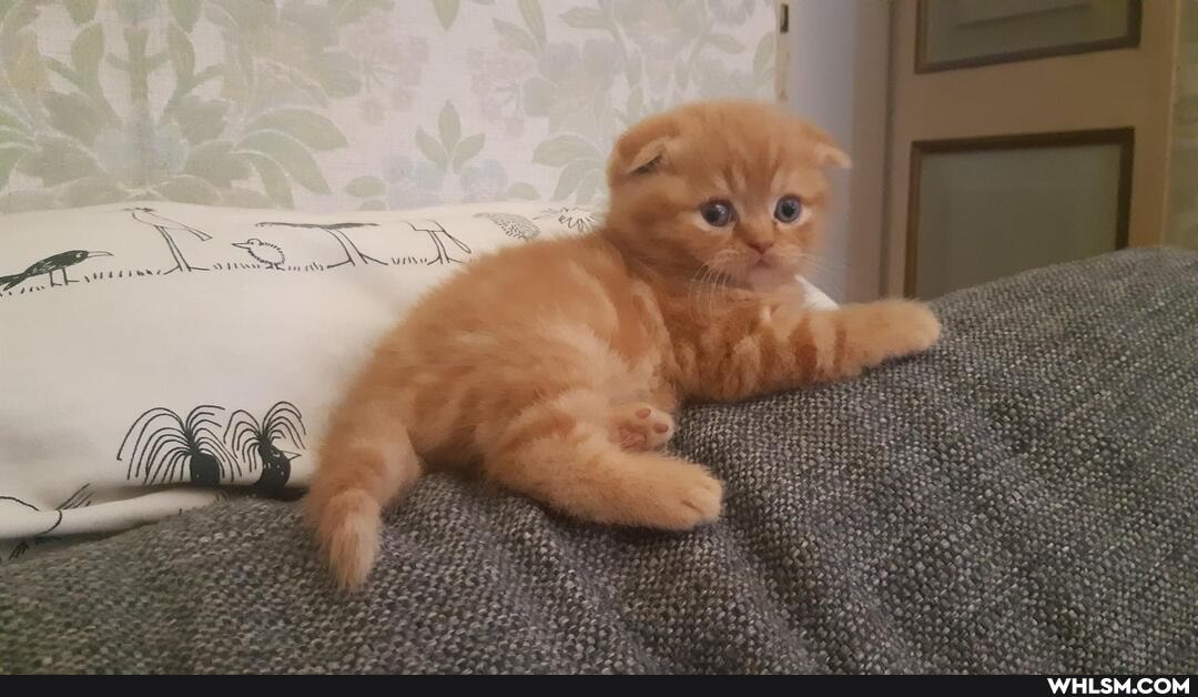 cats, kittens, caturday