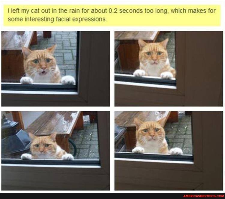 left my cat out in the rain for about 0.2 seconds too long, which makes for some interesting facial expressions.