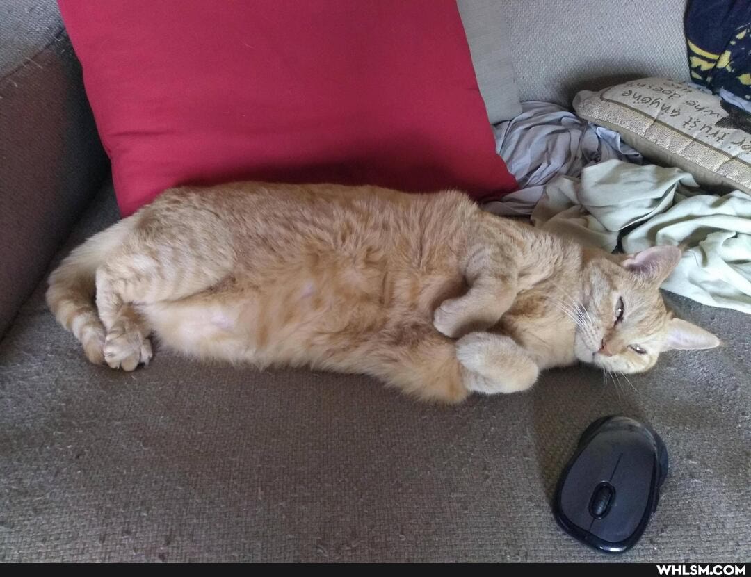 cat, orangecat, broughttoyoubycarlsjr, ralphiethegingerchicken