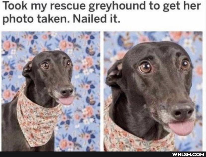 Took my rescue greyhound to get her photo taken. Nailed it.