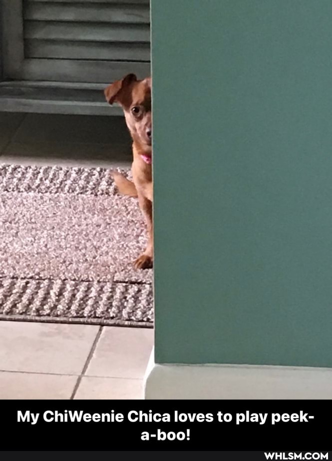 My ChiWeenie Chica loves to play peek- a-boo! - My ChiWeenie Chica loves to play peek-a-boo!
