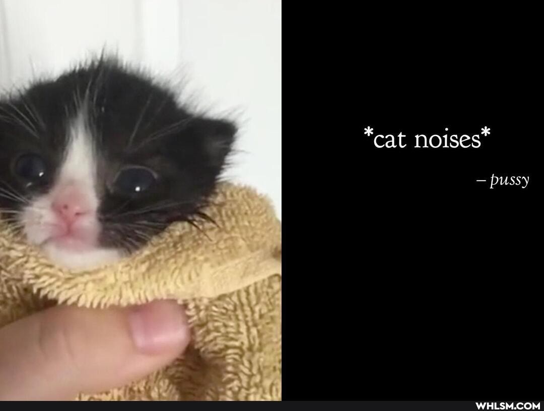 *cat noises*
- pussy