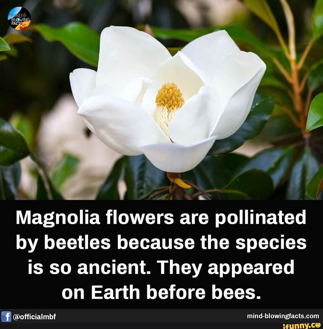 Magnolia flowers are pollinated by beetles because the species is so